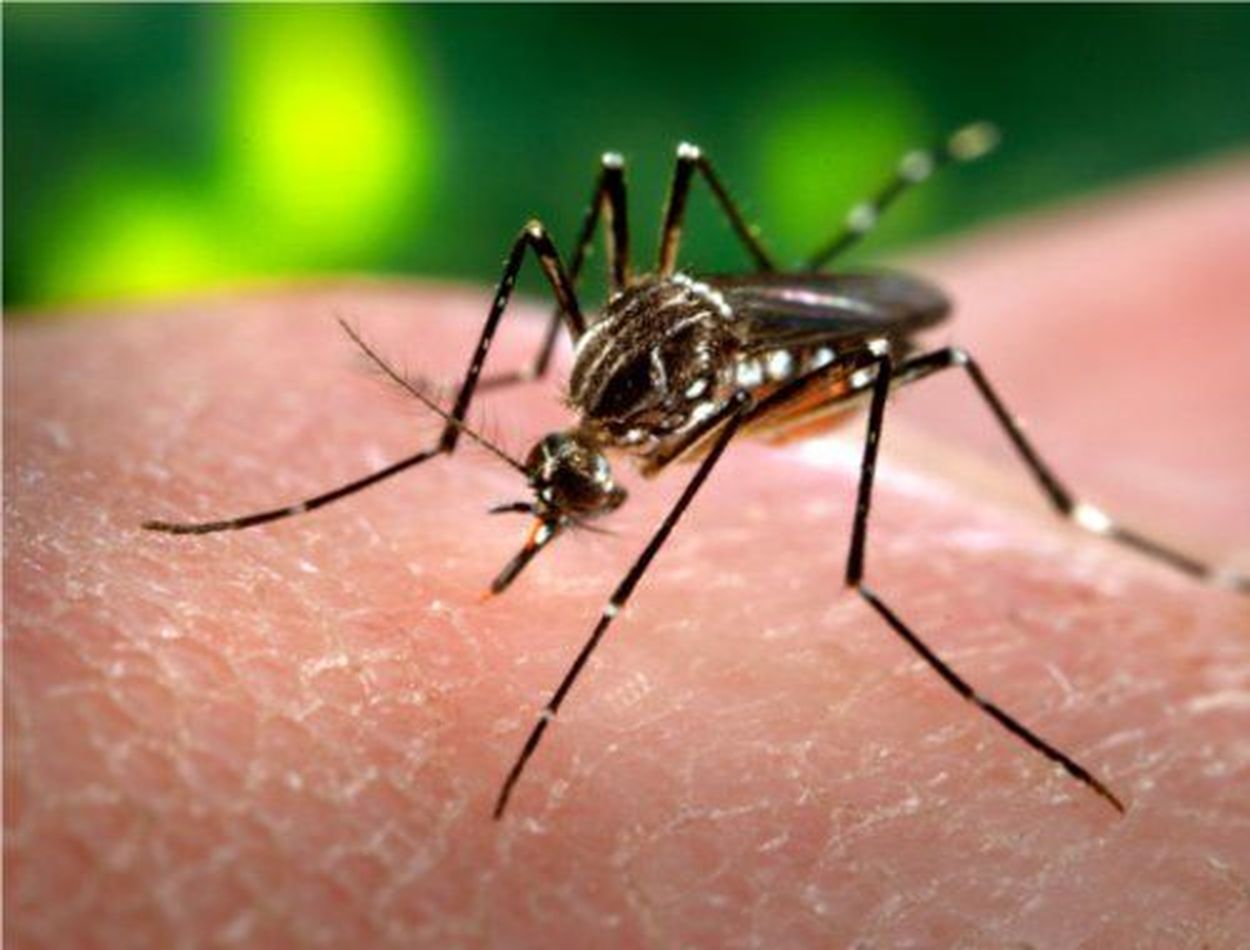 dengue in bikaner rajasthan