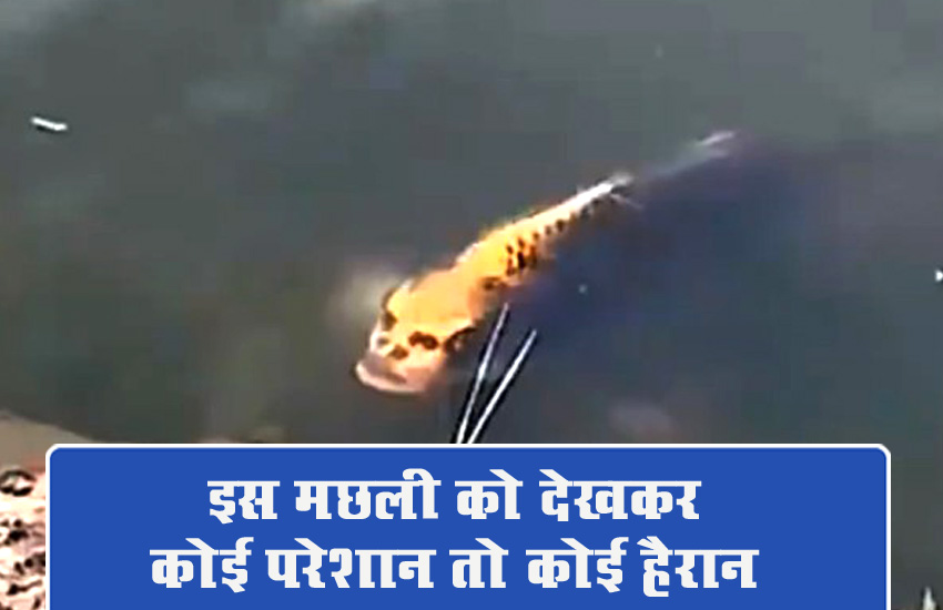 चीन में मिली ये अद्भुत मछली, जिसका मुंह है इंसान के चेहरे जैसा