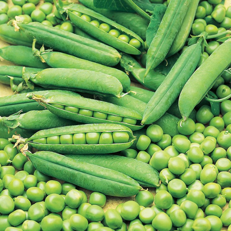 singapore japan first choice desi matar of jabalpur