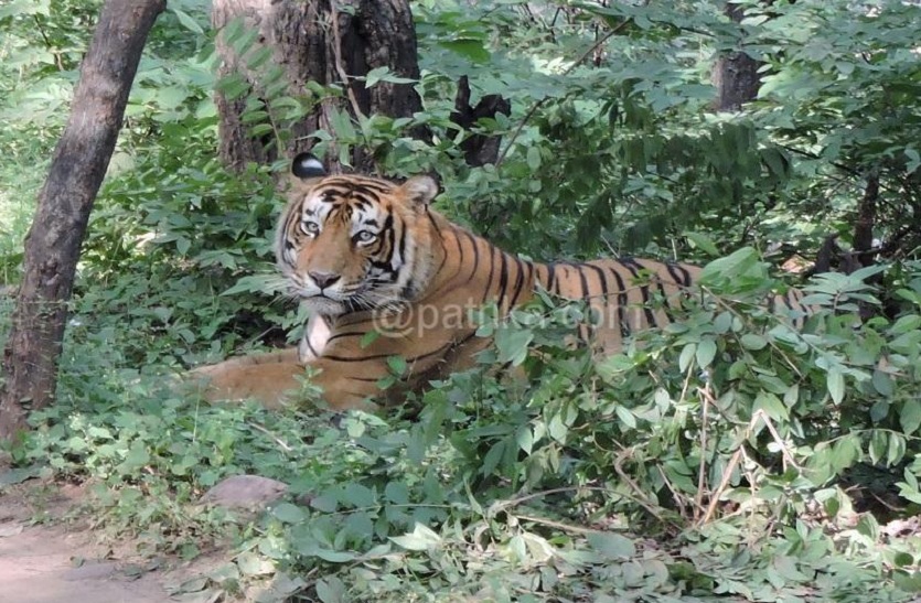 परसीपुरा में बाघ का मूवमेंट, वन विभाग की टीम कर रही टे्रकिंग