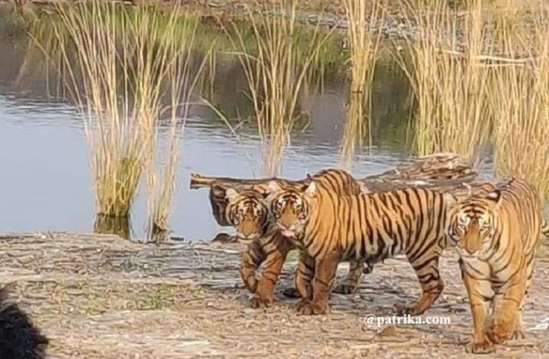 Tigers in Ranthambore National Park