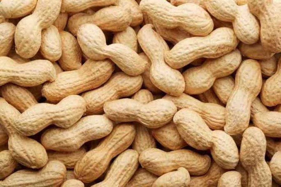 peanut crop