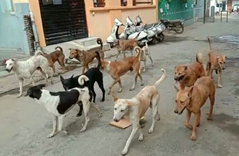 ratlam dog bite news