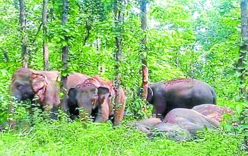 कुकराल के जंगल में पहुंचा हाथियों का दल