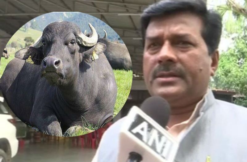 डेढ लाख की भैंस चोरी, विधायक का सरकार पर हमला, कहा- मैं विधानसभा में मुद्दा उठाऊंगा