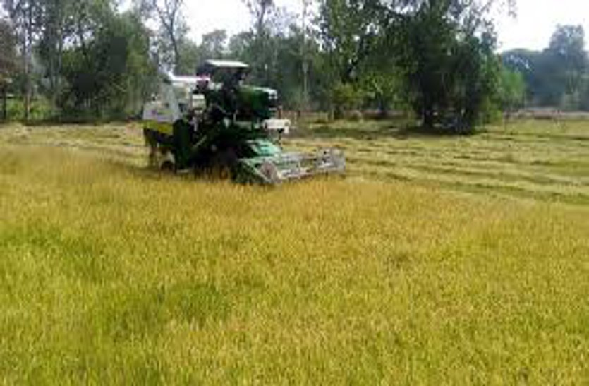 Harvesters and threshers reaching the fields in the final phase of paddy harvesting