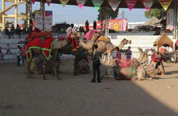 Pushkar Mela : पुष्कर मेला मैदान में रौनक बरकरार ,अब स्थानीय लोग  खरीदार