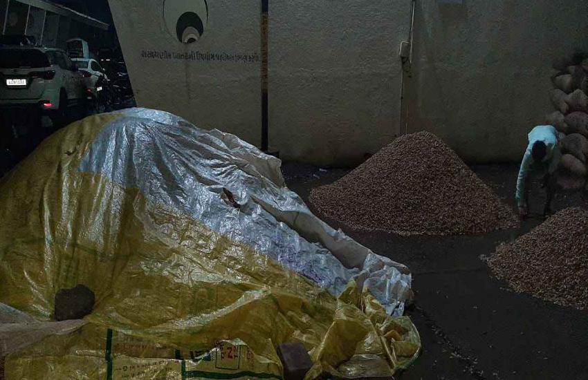Groundnut : बारिश ने बिगाड़ा मूंगफली का भाव