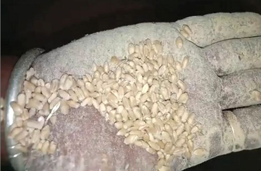 पोषाहार में खिला रहे ऐसे गेहूं का आटा जिसे मवेशी भी नहीं खाते