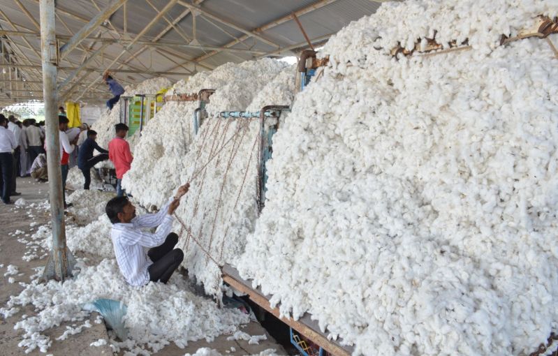 ne cotton ki kharidi ki