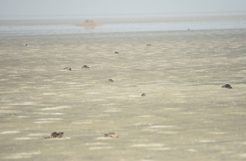 झील के दलदल में हजारों मृत पक्षी, जीवित पक्षियों पर संक्रमण का खतरा