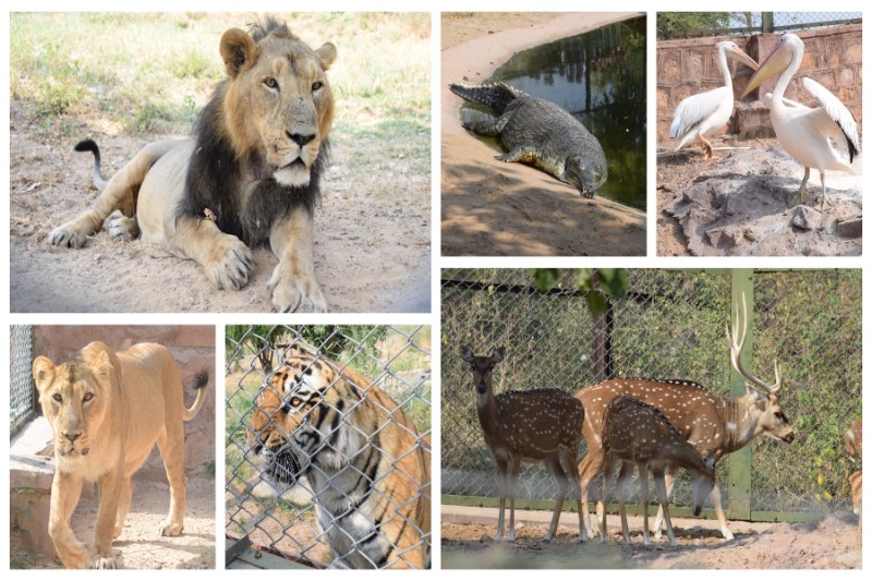 wild animals at machia biological park of jodhpur