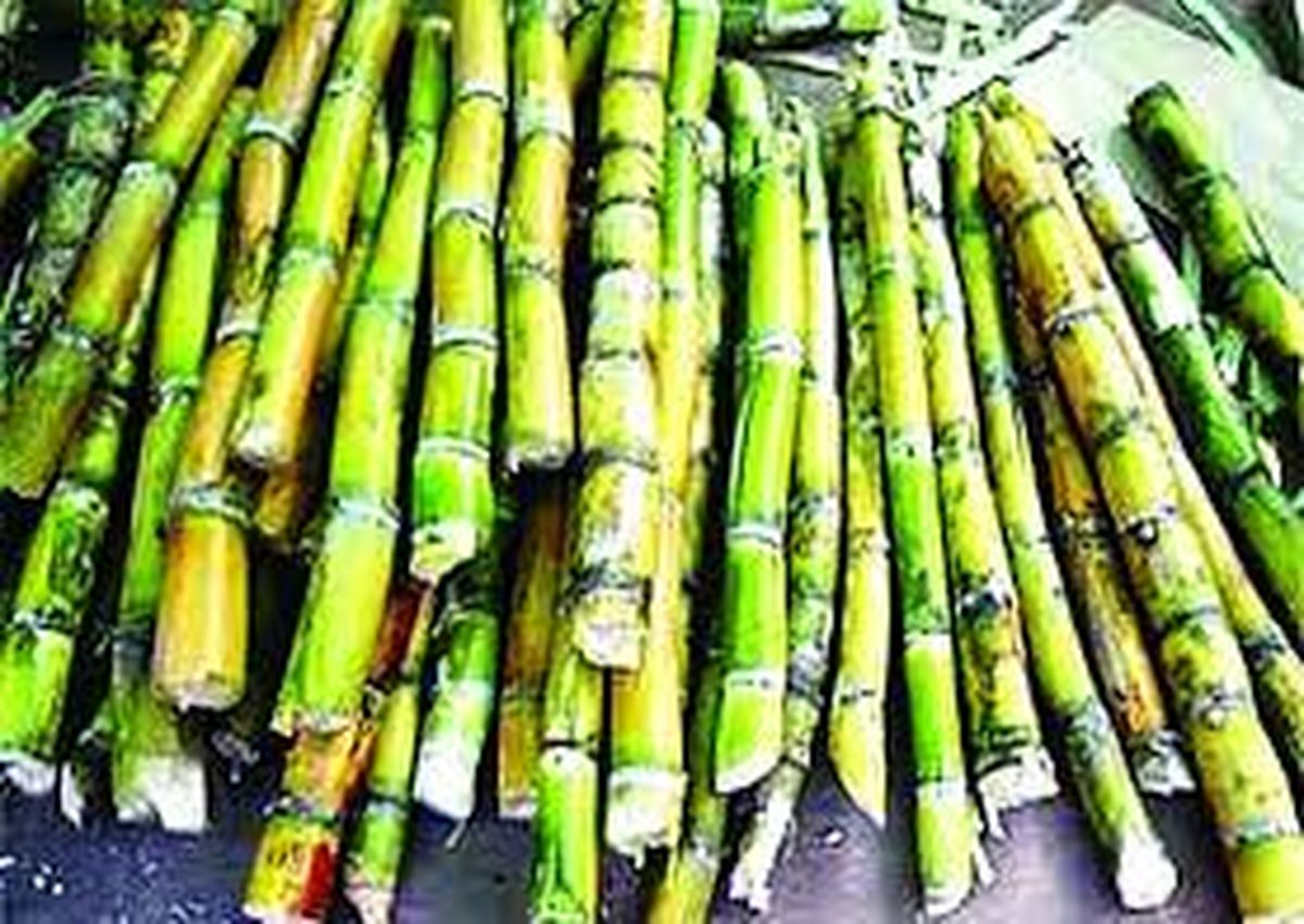 Sugarcane harvesting: गणदेवी शुगर फैक्ट्री: सवा दस लाख टन गन्ना पेराई करने का लक्ष्य