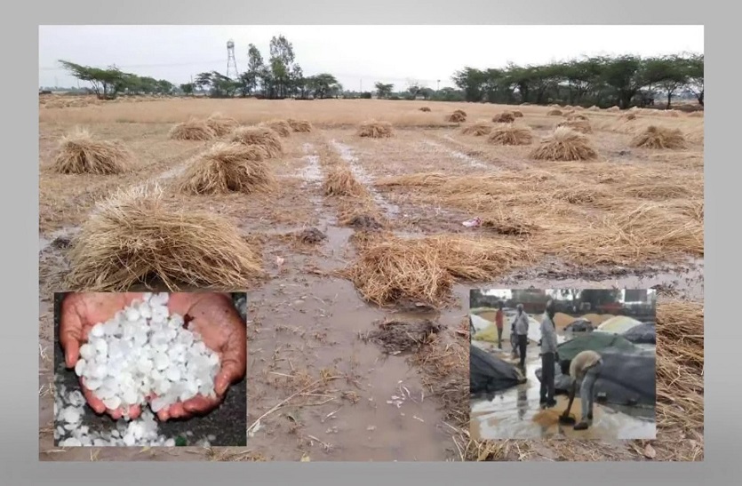 rabi-season-crop-destroyed-in-rajasthan-due-to-locust-rain-hailstrom