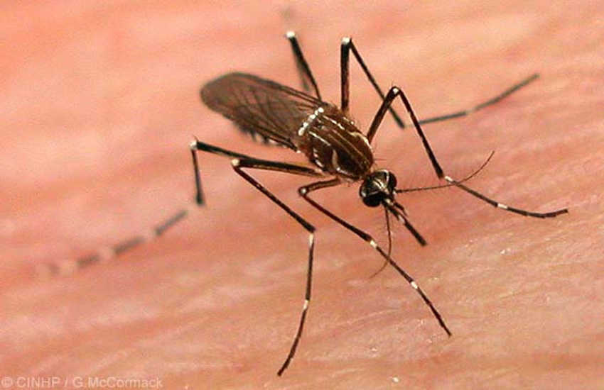 Malaria-Chikungunya