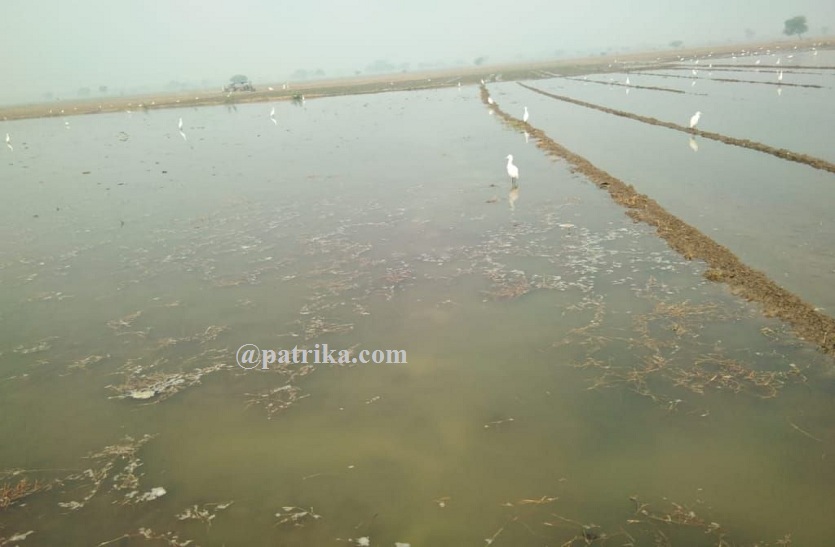 मोरेल बांध की माइनर टूटी, बरियारा के कई खेतों में भरा पानी