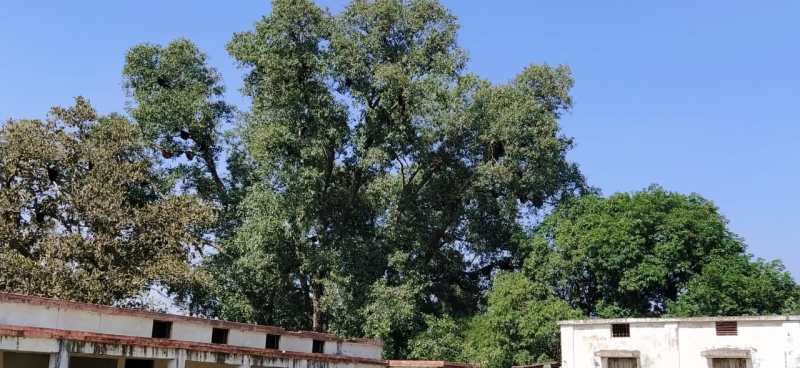 जान जोखिम में डाल कर छात्र-छात्राएं कर रहे अध्ययन