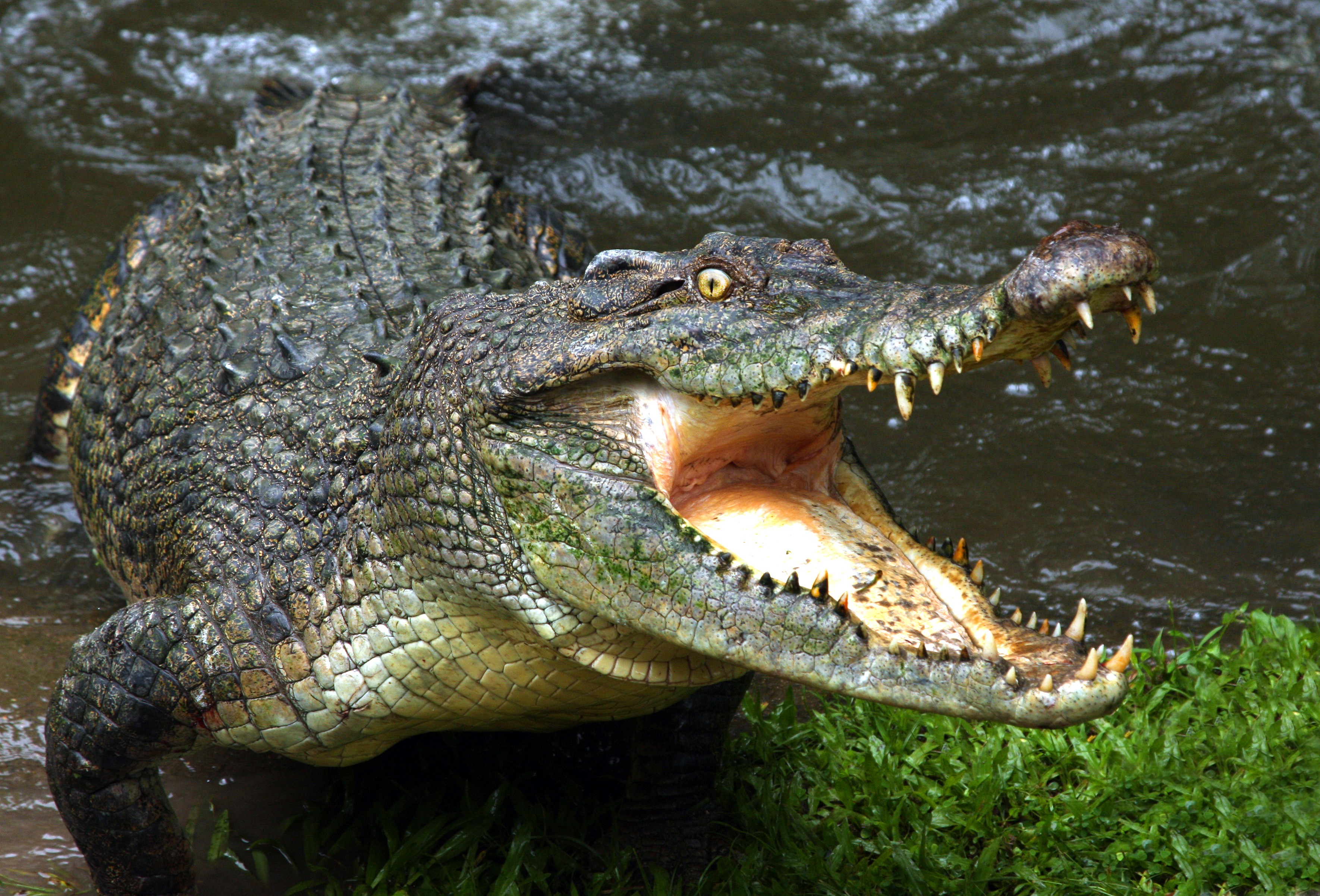 crocodile.jpeg
