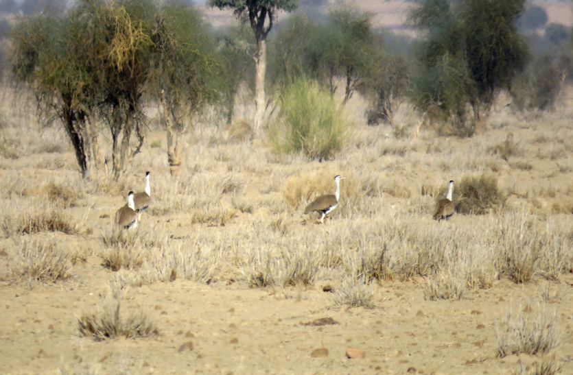 थार में नौ जगी नए गोडावण का कुनबा बढऩे की उम्मीद