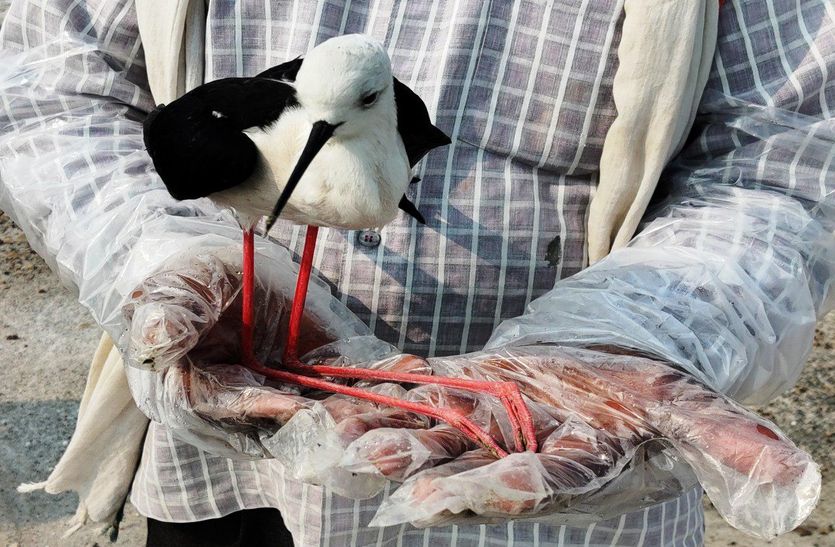 बारह हजार से ज्यादा पक्षी दफनाए, नहीं थम रहा मौत का मंजर