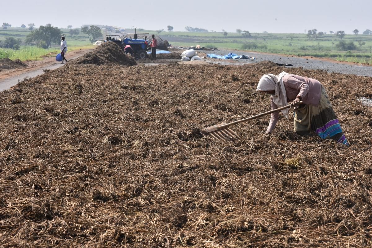 फसल के दाम घटने से किसान परेशान