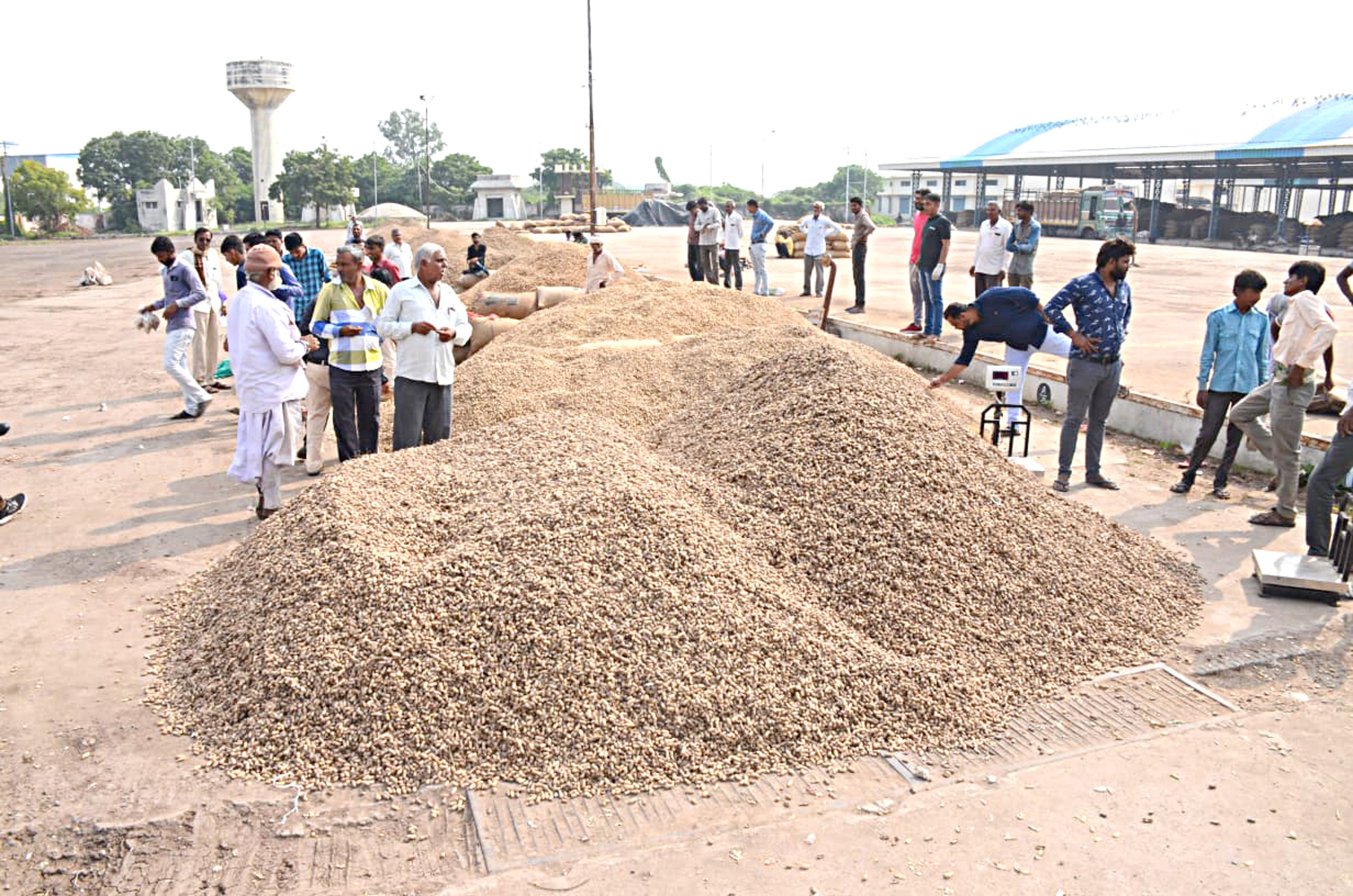 Gujarat: मूंगफली खरीदी की समय सीमा में बढ़ोत्तरी को लेकर नेफेड से गुहार लगा सकती है राज्य सरकार