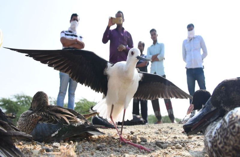 sambhar lake : आसमान नापकर आए पक्षियों का दो गज उडऩा भी हुआ मुश्किल