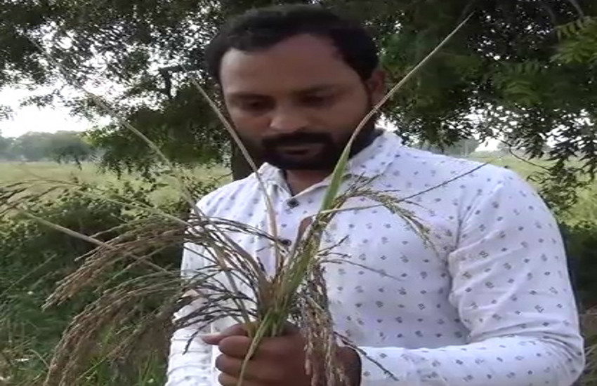 Ahmedabad News : इंजीनियर किसान युवक ने की काले चावल की सफल खेती