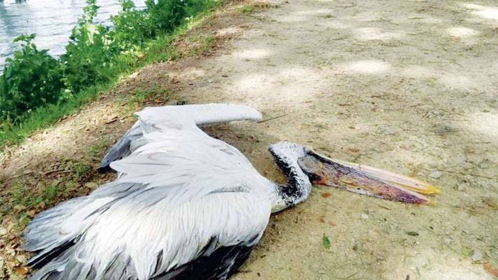 बर्ड फ्लू नहीं फिर भी प्रवासी पक्षियों की मौत