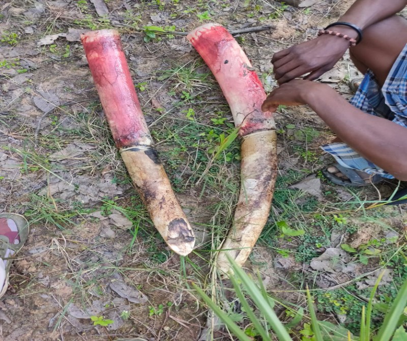 Breaking News: जंगल में मिली हाथी की लाश से गायब थे दांत, तस्करी की आशंका पर हिरासत में 7 संदिग्ध