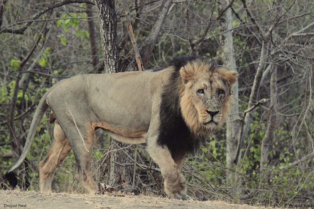 Gir forests के Lion 150 वर्ष बाद Surendranagar में दिखे