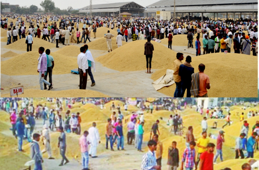 paddy crop