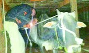 Stones at police for taking action against animal traffickers at night