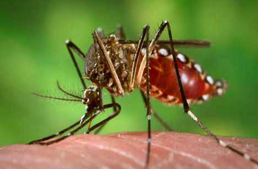 मलेरिया विभाग का दावा: अधिक बारिश होने से बढ़ा डेंगू का लार्वा, हकीकत: पूरे प्रदेश में रेकॉर्ड बारिश, पर मच्छर सिर्फ भोपाल में