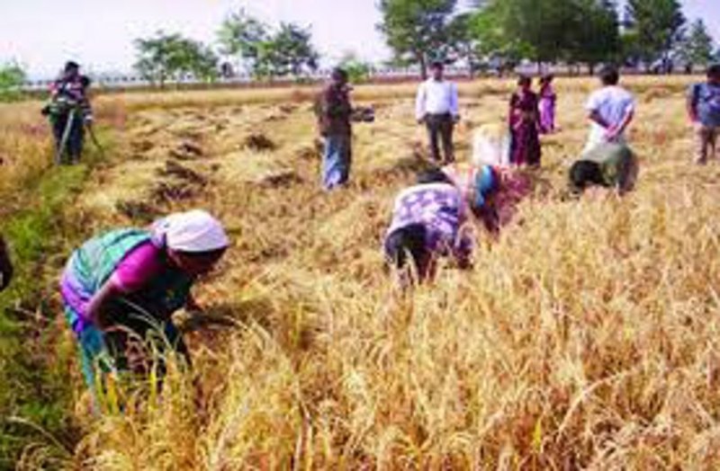 BJP के झूठे घोषणा पत्र पर किसानों से माफी मांगें नेता प्रतिपक्ष