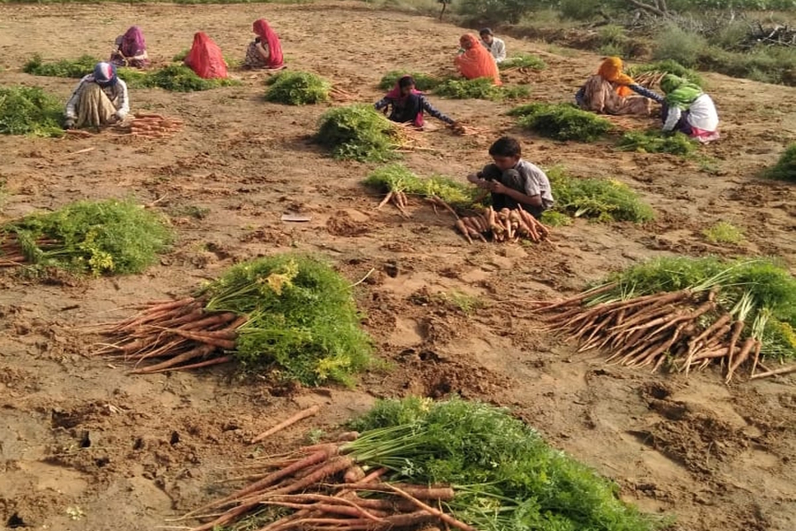 bumper production of carrot crops in mathania of jodhpur
