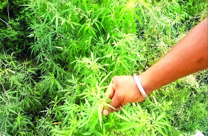 गांजे की खेती: देशभर में बैन पर MP में वैध करने की तैयारी