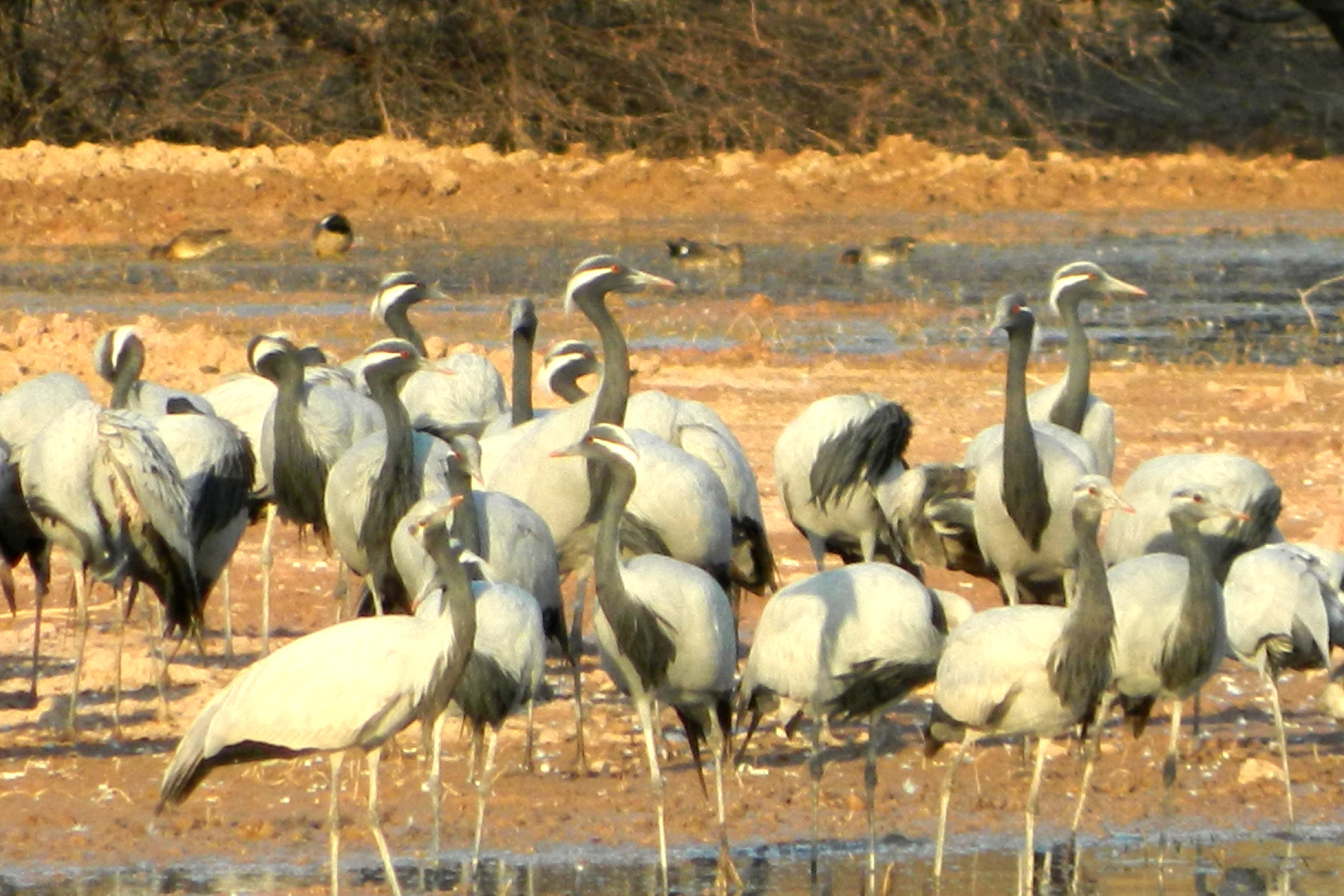 गजनेर झील में विदेशी पक्षियों का कलरव