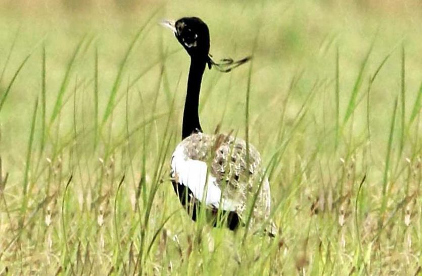 Lesser Florican: गोडावण की तरह तरस जाएंगे खरमौर देखने के लिए
