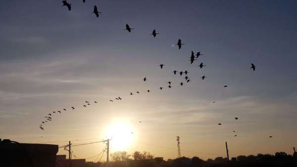 पक्षी रात्रि विश्राम के लिए पास के नमक उत्पादन क्षेत्र में जाते है तथा सूर्याेदय के साथ कुरजां खीचन गांव में आ जाती है। इससे गांव कुरजां की कुर्र-कुर्र आवाज से गूंज उठता है। पर्यटक कुरजां की अठखेलियों को निहारने के लिए काफी उत्सुक दिखते है। कुरजां के समूह आसमान में वी-आकृति में उड़ते है। यह नजारा रोमांचित कर देने वाला होता है।