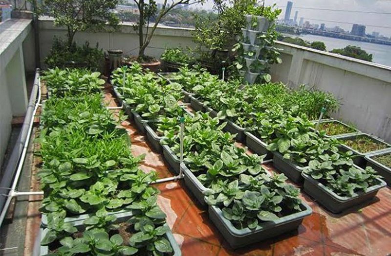 space no in school, vegetables will be grown on roof there