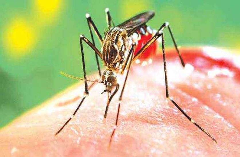 dengue danger increasing in Bhopal