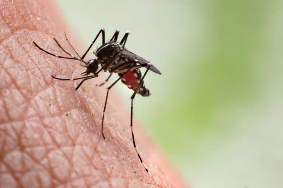 bjp leaders protest for dengue cases increasing in jodhpur