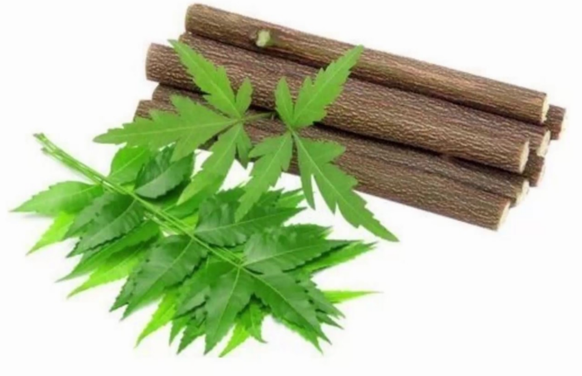 know amazing Health benefits of neem chew stick