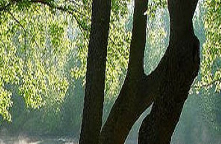 Tamil Nadu: PIL to save 75 trees facing axe at Egmore hospital
