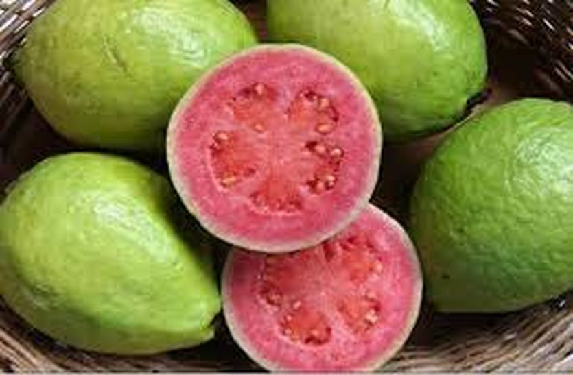 Guava the first choice of migrant Rajasthanis
