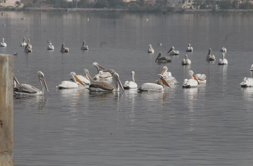 Migratory Birds: अजमेर में पक्षियों का व्यवहार और जलवायु सामान्य