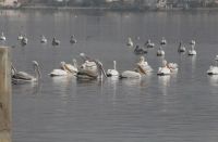 birds in ajmer
