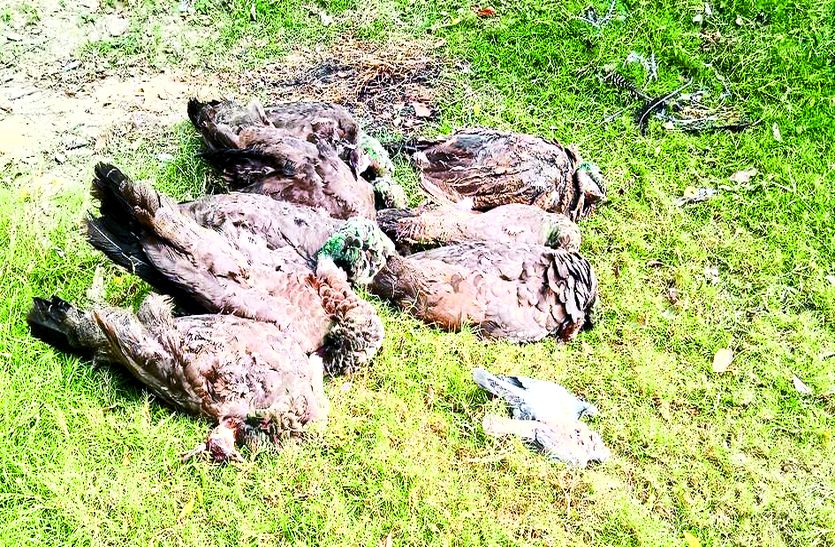 भौंकर गांव में आठ मोर और दो कबूतर मृत, 6 मोर घायल मिले