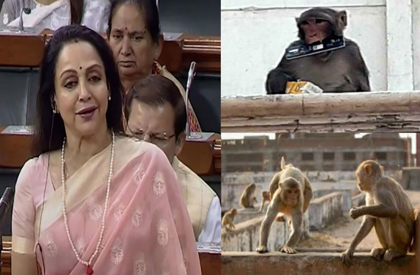 संसद में गूंजा मथुरा-वृंदावन के उत्पाती बंदरों का मामला